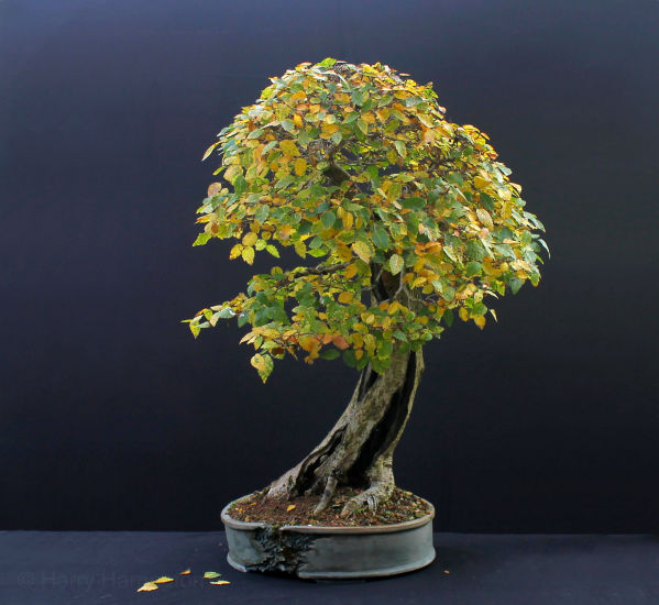 elm bonsai